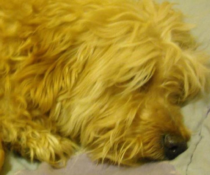 Image attachée: rousse1.JPG