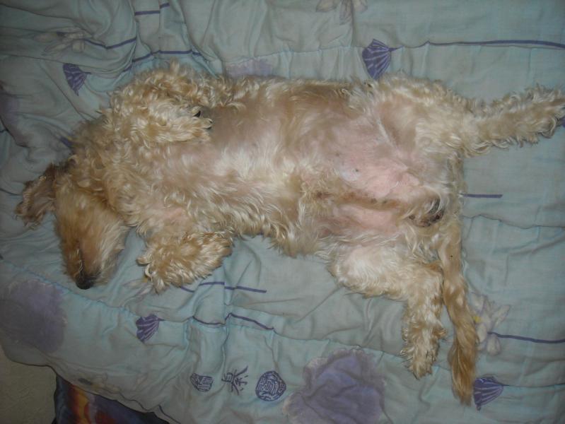 Image attachée: Pipirousse_2011.JPG